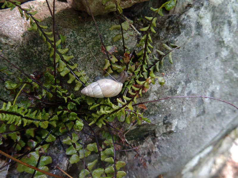 Zebrina detrita (Enidae)........con accoppiamento